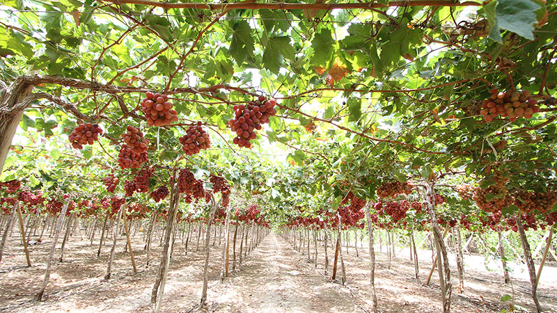Perú cierra la temporada de uva con más de 47 millones de cajas enviadas